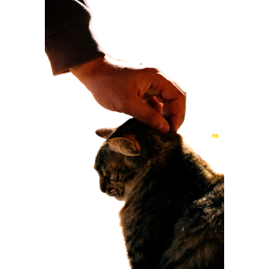 Related cat image: A Tender Moment Of A Hand Gently Petting A Tabby Cat Outdoors At Night. 13049